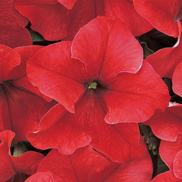 Dreams Red 1